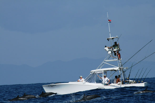 kingsfisher and dolphins